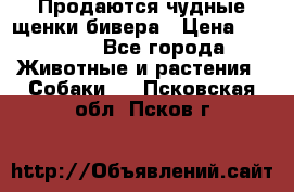 Продаются чудные щенки бивера › Цена ­ 25 000 - Все города Животные и растения » Собаки   . Псковская обл.,Псков г.